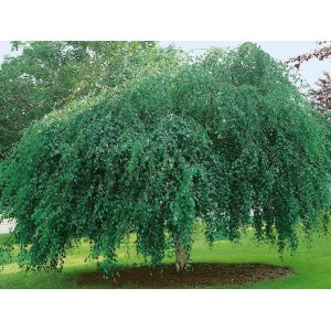 Breza previsnutá (Betula Alba pendula) ´YOUNGII´ - výška 150-180 cm, obvod kmeňa 6/8 cm, kont. C15L - NA KMIENKU